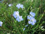 Linum boreale. Верхушка растения с цветками. Коми, Интинский р-н, нац. парк \"Югыд Ва\", Приполярный Урал, р. Кожим. 24.06.2011.