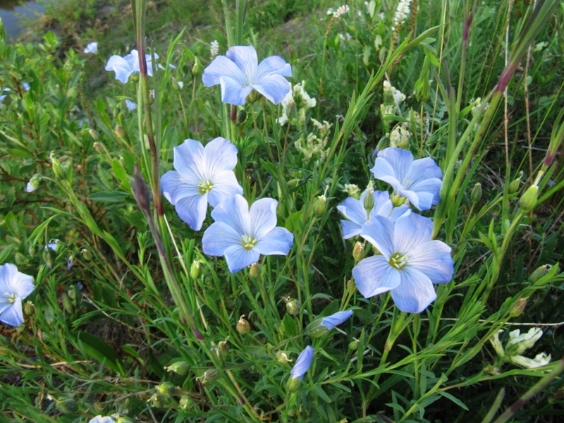 Изображение особи Linum boreale.