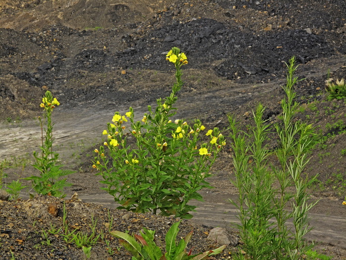 Image of genus Oenothera specimen.