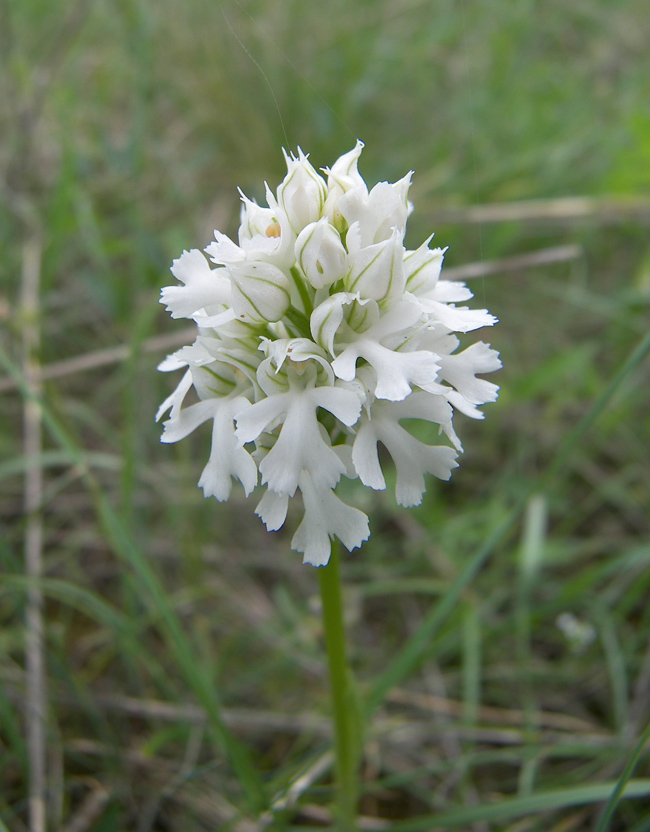 Image of Neotinea tridentata specimen.