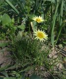 Tragopogon pusillus