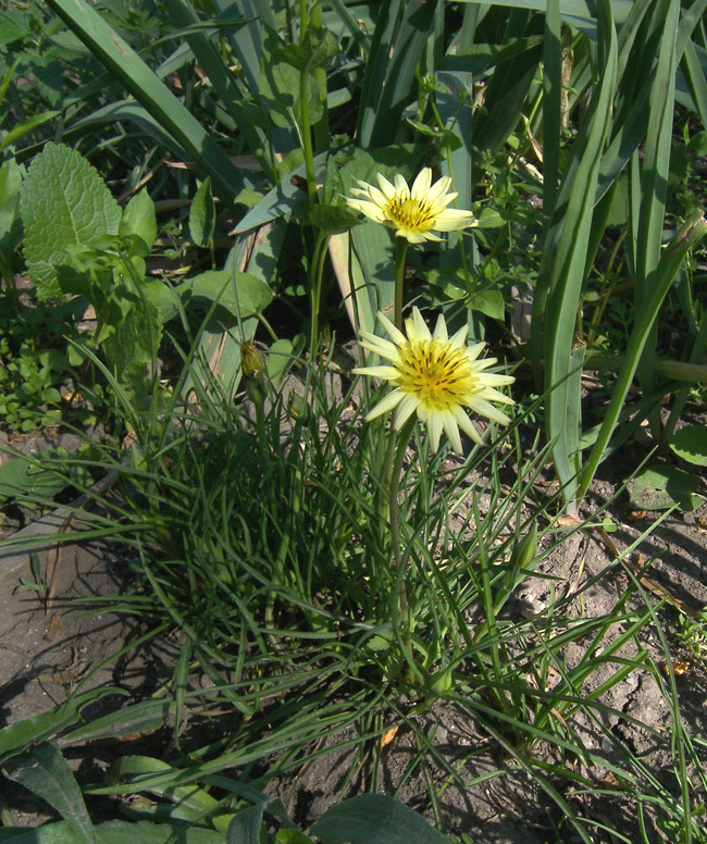 Изображение особи Tragopogon pusillus.