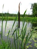 Typha latifolia. Верхушка цветущего растения. Ярославская обл., Переславский р-н, окр. с. Копнино, р. Нерль. 08.07.2011.