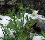 Cerastium lithospermifolium. Цветущее растение. Забайкалье, хребет Кодар, р. Балтийский (прав. приток р. Средний Сакукан). 31.07.2010.