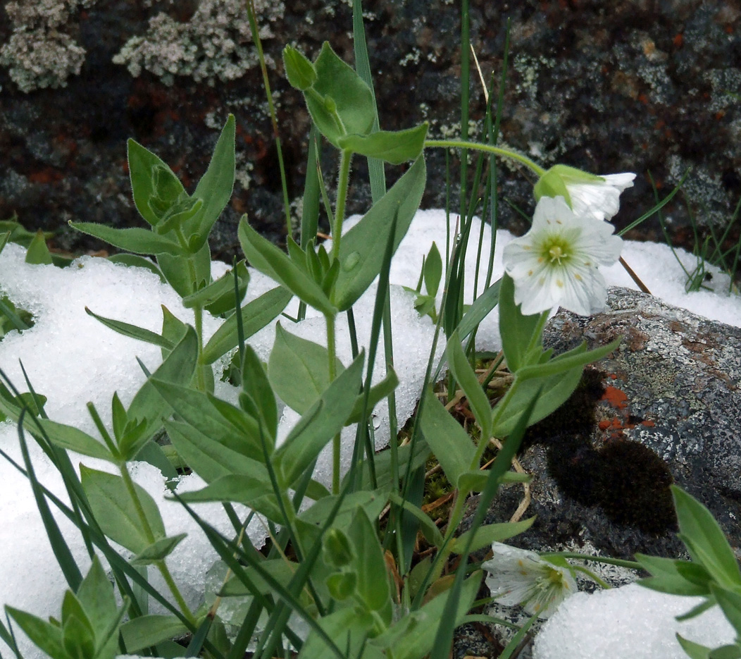 Image of Cerastium lithospermifolium specimen.