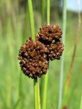 Juncus conglomeratus. Часть побега с незрелыми плодами. Смоленск, сырое место на лугу. 17.06.2011.