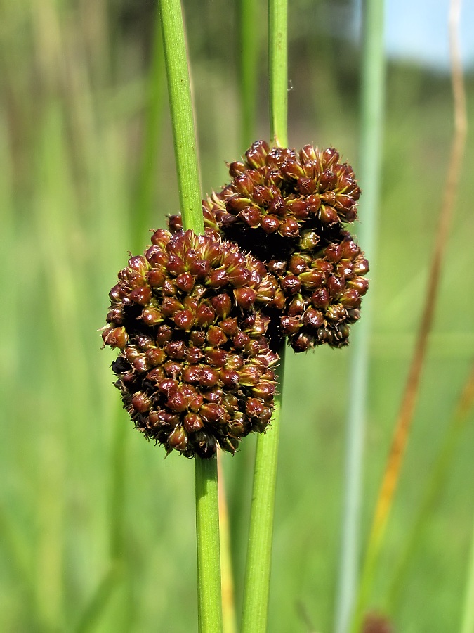 Изображение особи Juncus conglomeratus.