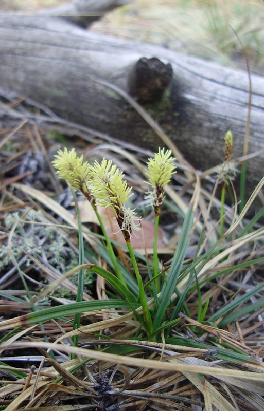 Image of Carex ericetorum specimen.