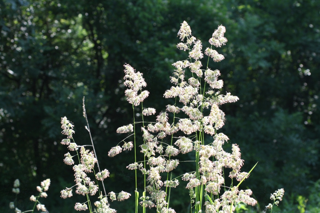 Изображение особи Dactylis glomerata.