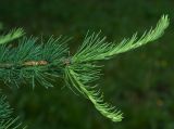 Larix sibirica