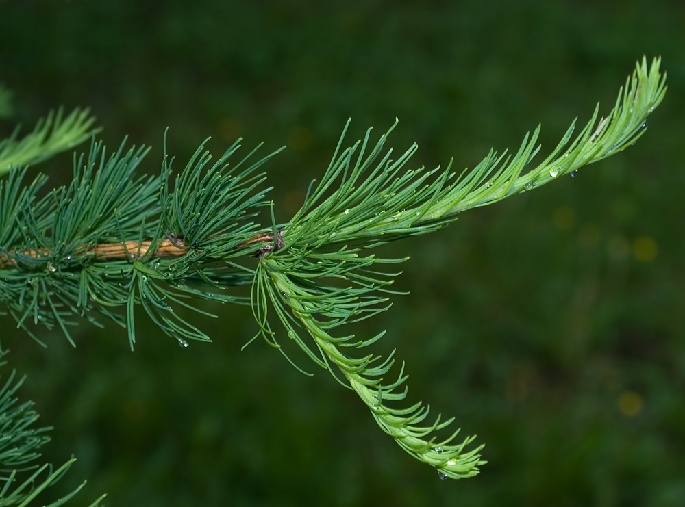 Image of Larix sibirica specimen.
