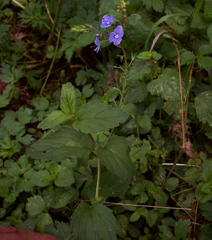 Image of Veronica chamaedrys specimen.