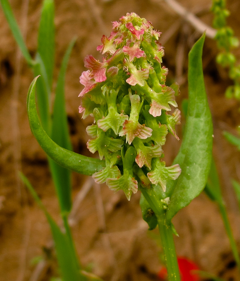 Изображение особи Rumex aeroplaniformis.