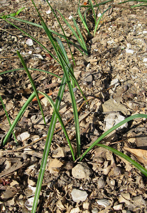 Изображение особи Crocus speciosus.