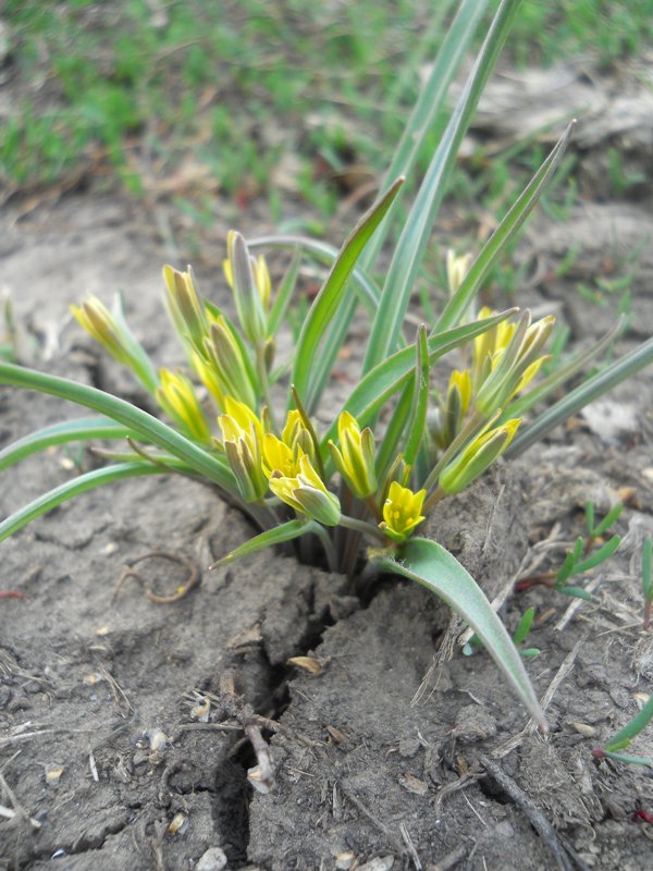 Image of Gagea fedtschenkoana specimen.