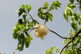 Ceiba speciosa