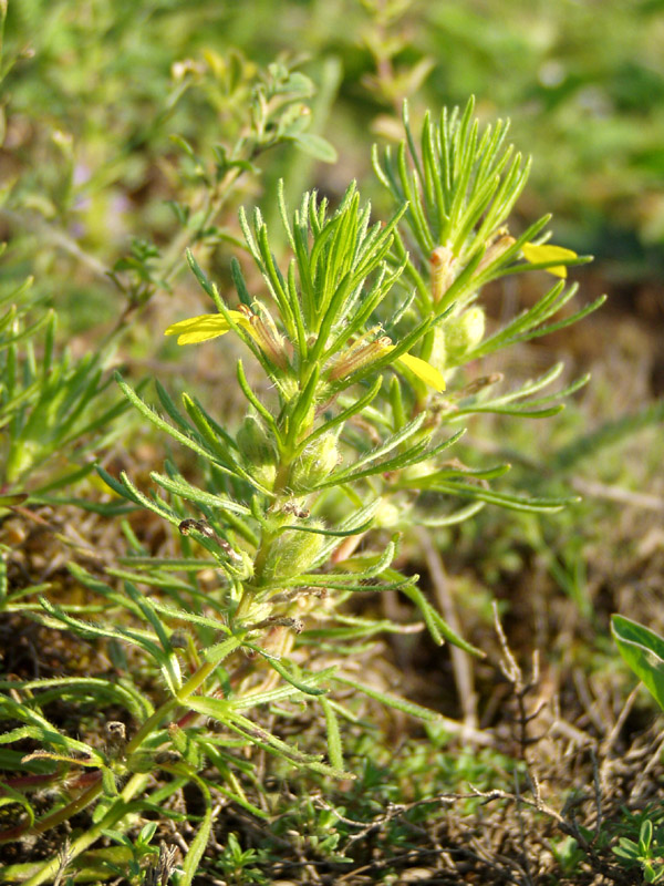 Image of Ajuga chia specimen.