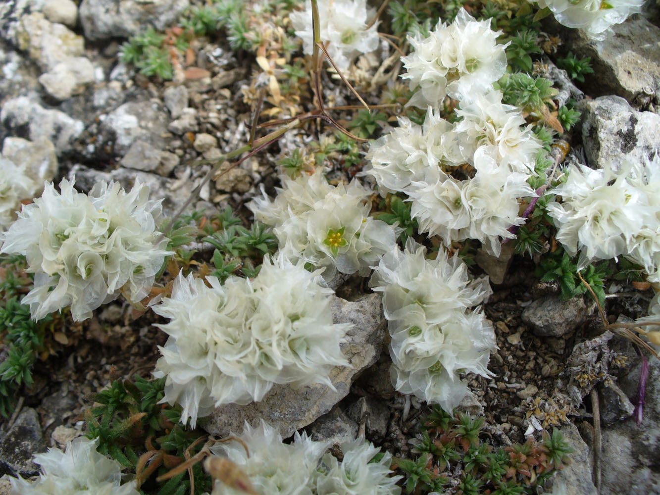 Image of Paronychia pontica specimen.
