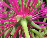 семейство Aizoaceae