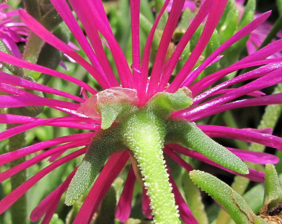 Изображение особи семейство Aizoaceae.