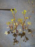 Ranunculus sceleratus. Цветущие растения на берегу озера. Приморский край, г. Находка, оз. Приморское (Рица). 13.06.2012.
