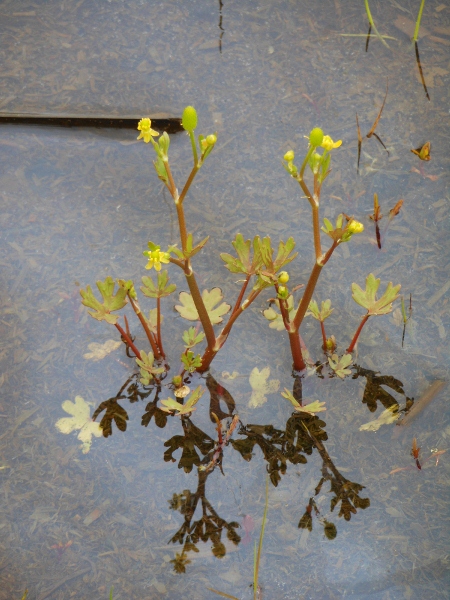 Image of Ranunculus sceleratus specimen.