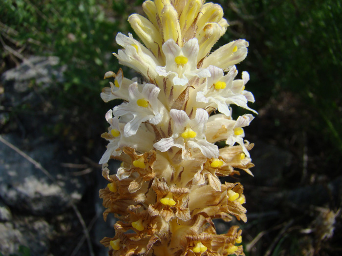 Image of Orobanche kotschyi specimen.