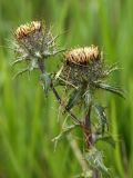 Carlina vulgaris. Верхушка цветущего растения. Испания, Кантабрия, Cabarceno Natural Park, горные кустарниковые заросли. 12.06.2012.