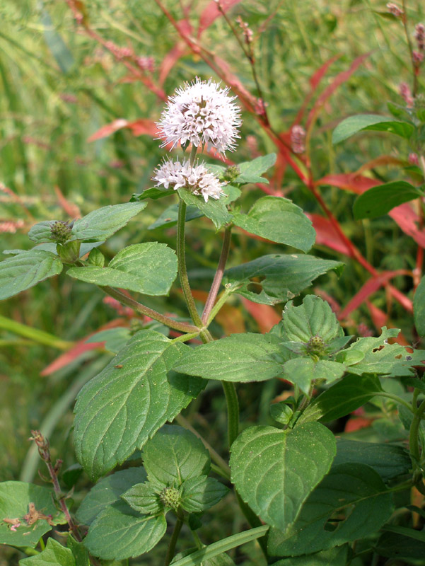 Image of Mentha aquatica specimen.