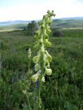 Aconitum barbatum