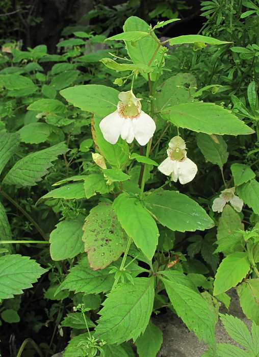 Изображение особи род Impatiens.