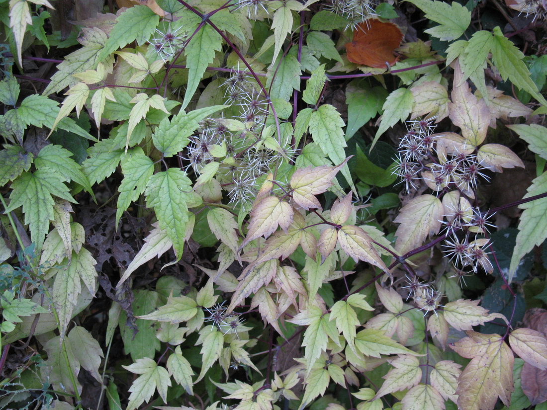 Image of Clematis brevicaudata specimen.