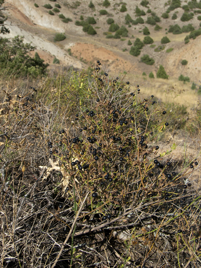 Image of Jasminum fruticans specimen.