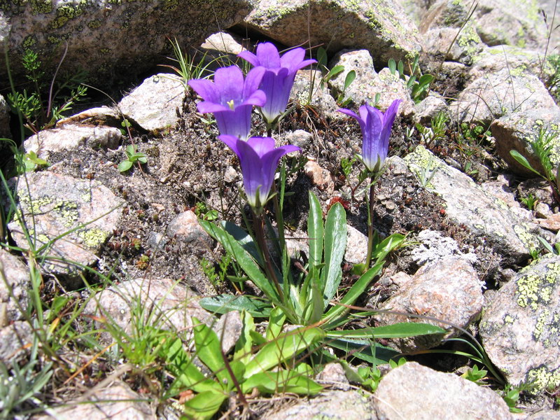 Image of genus Campanula specimen.