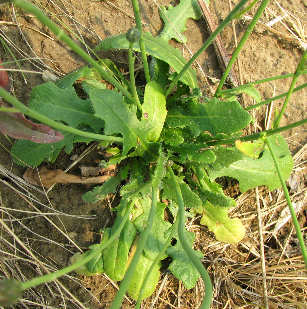Image of Hypochaeris radicata specimen.
