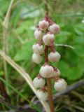 Pyrola minor