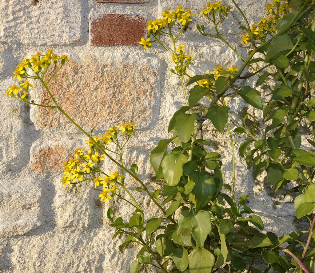 Image of Senecio angulatus specimen.