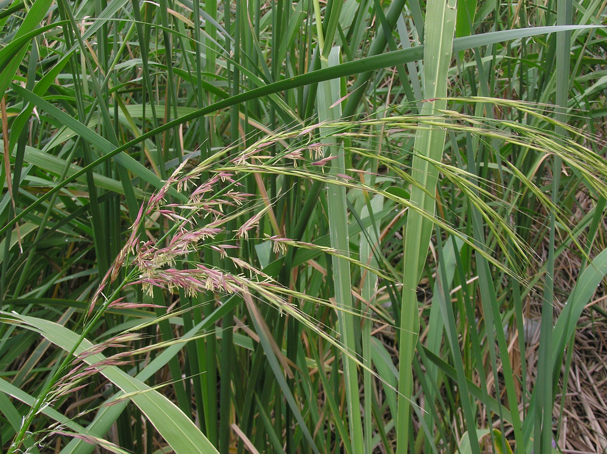 Image of Zizania latifolia specimen.