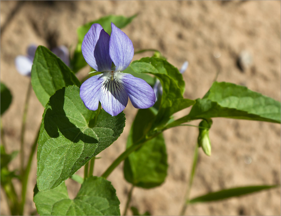 Изображение особи Viola ruppii.