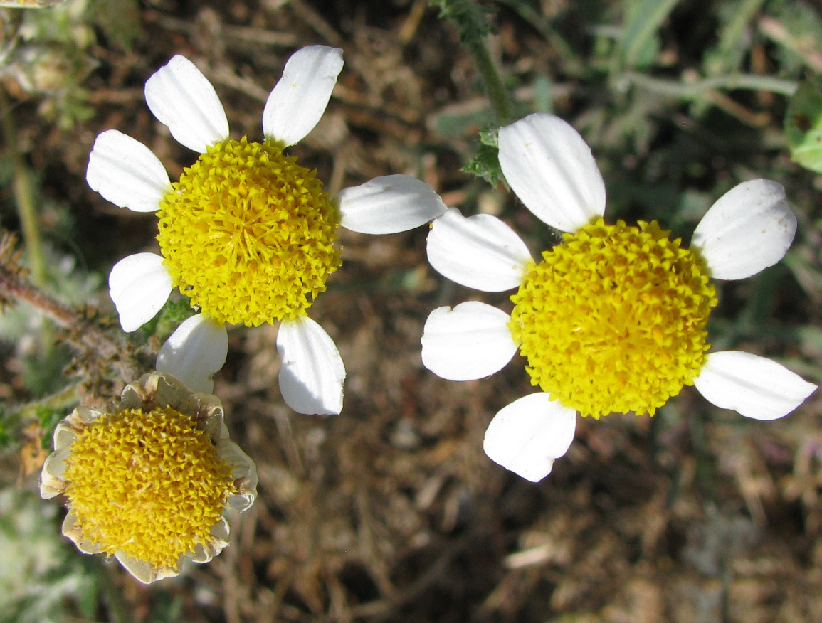 Изображение особи семейство Asteraceae.