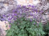 Aconitum nemorum