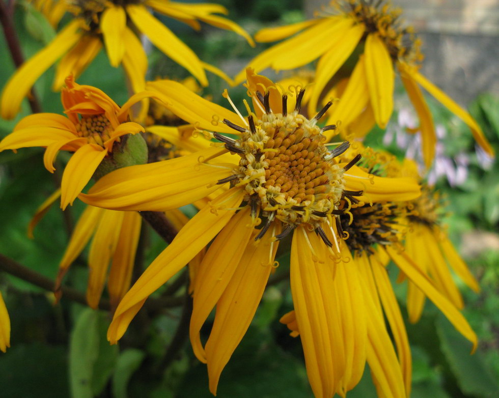 Изображение особи Ligularia dentata.