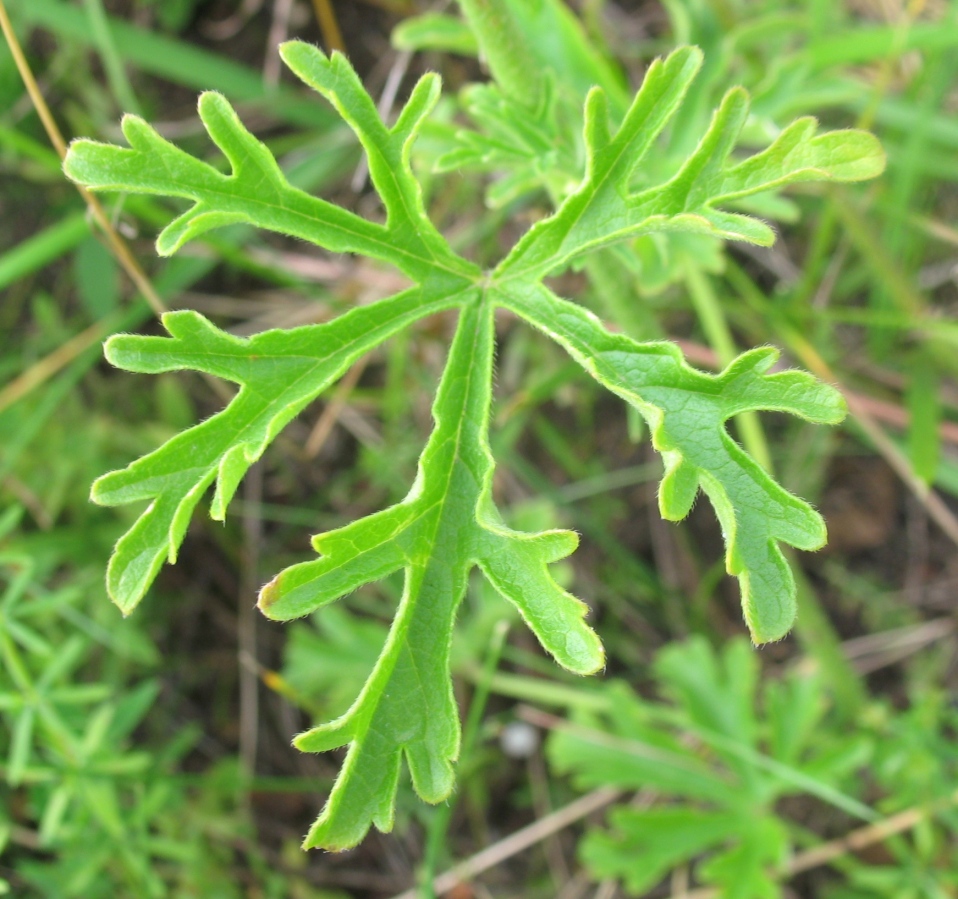 Image of Malva excisa specimen.