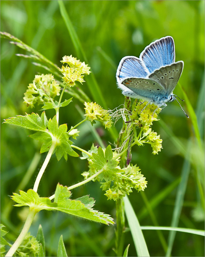 Image of genus Alchemilla specimen.