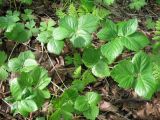 Aegopodium latifolium