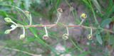 Helianthemum salicifolium