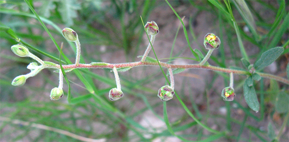 Изображение особи Helianthemum salicifolium.