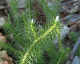 Lycopodium clavatum. Верхушка вегетирующего растения. Коми, г. Печора, Печорский лесокомбинат, заросли серой ольхи на склоне холма. 03.06.2012.
