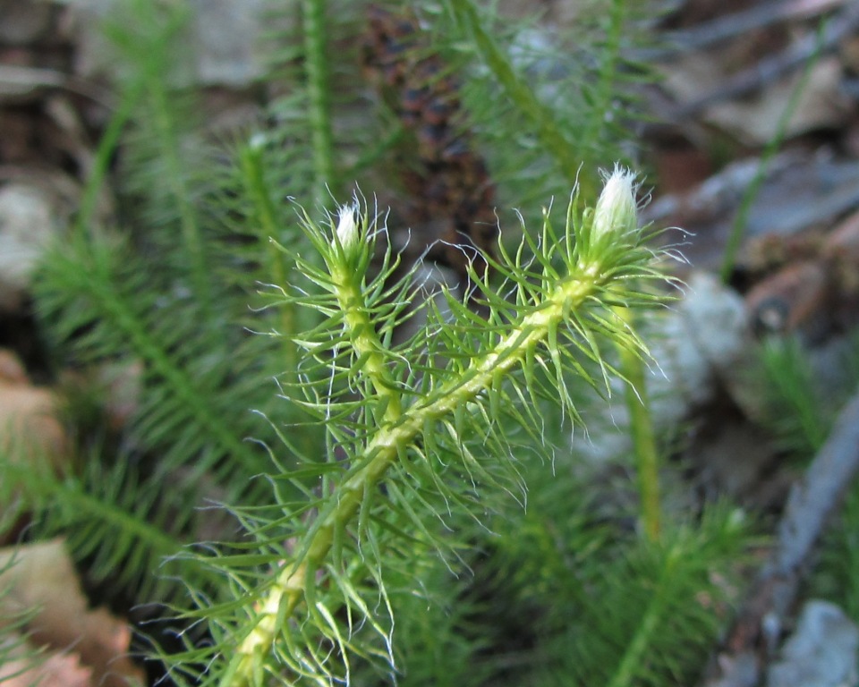 Изображение особи Lycopodium clavatum.