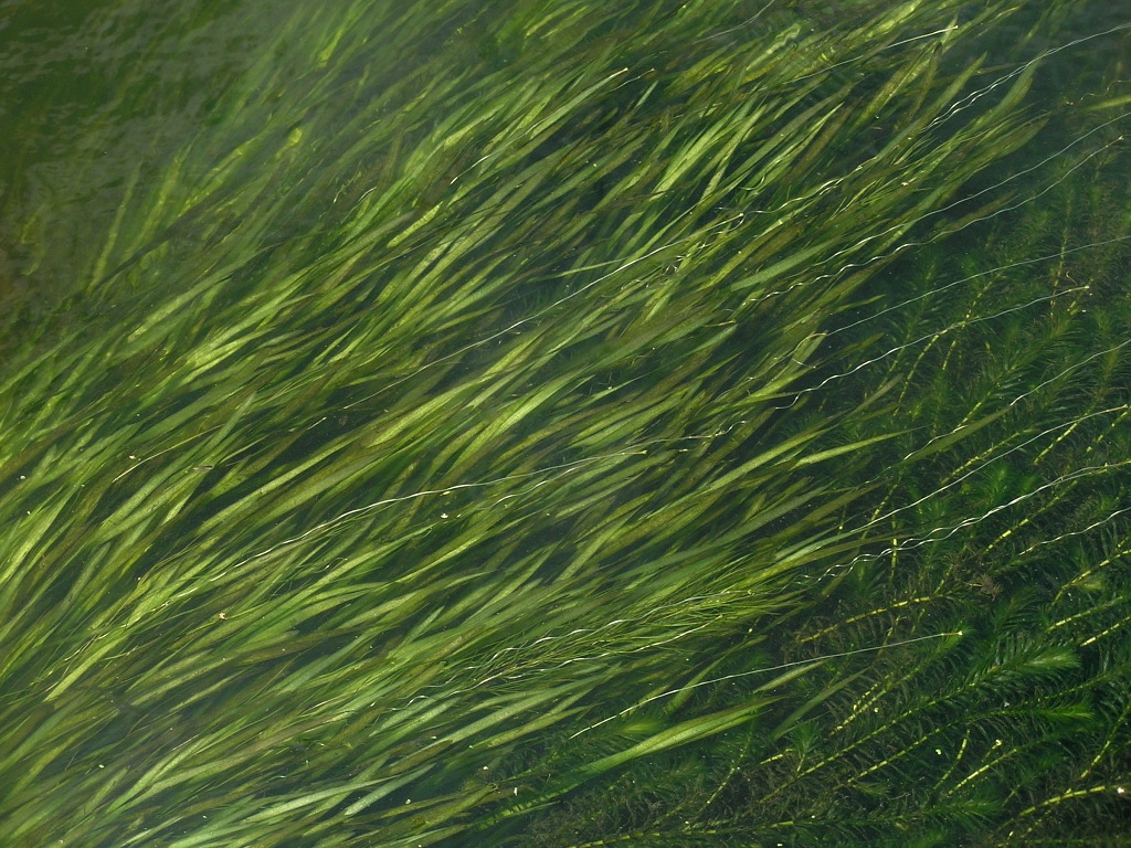 Image of Vallisneria spiralis specimen.